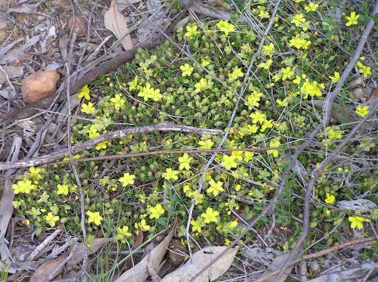 yellow groundcover flower up close