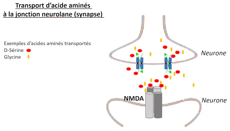 Schéma d’une synapse entre deux neurones, l’un porteur de protéines membranaires Asc-1, l’autre de récepteurs membranaires NMDA (protéiques eux-aussi).