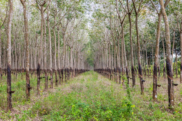 Trees in a rubber plantation in a jungle of Cambodia.