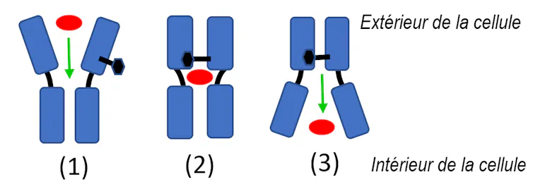Schéma présentant trois états de la protéine Asc-1