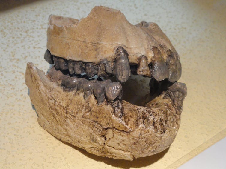 A fossilized jaw showing powerful molars and some broken and missing front teeth.
