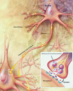 Schéma d’une synapse, la jonction entre deux neurones.