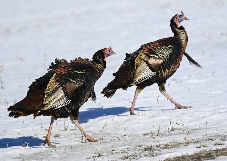 Turkeys seen on snow.