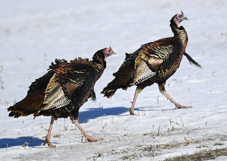 Turkeys seen on snow.