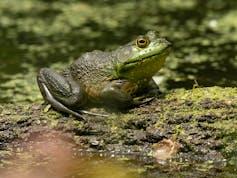 A plump American bullfrog, commonly used for frogs' leg dishes.
