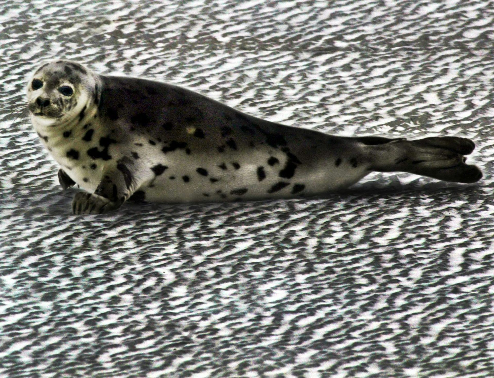 A spotted grey seal sits on puckered ice.