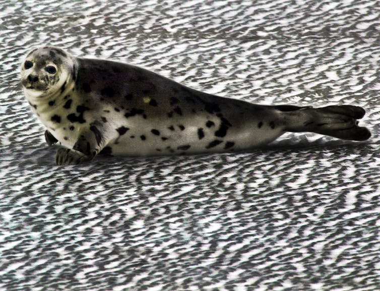 A spotted grey seal sits on puckered ice.