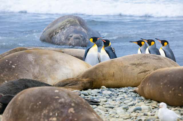 Photo showing Emperor penguins and elephant seals on the shores of Antarctica