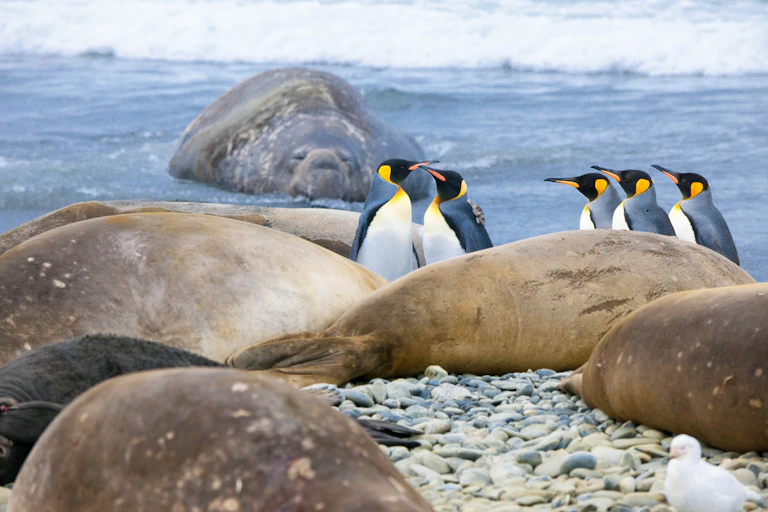 Photo showing Emperor penguins and elephant seals on the shores of Antarctica