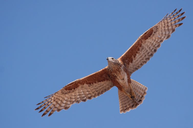 Australia's red goshawk, flying with outstretched wings in a cloudless a blue sky