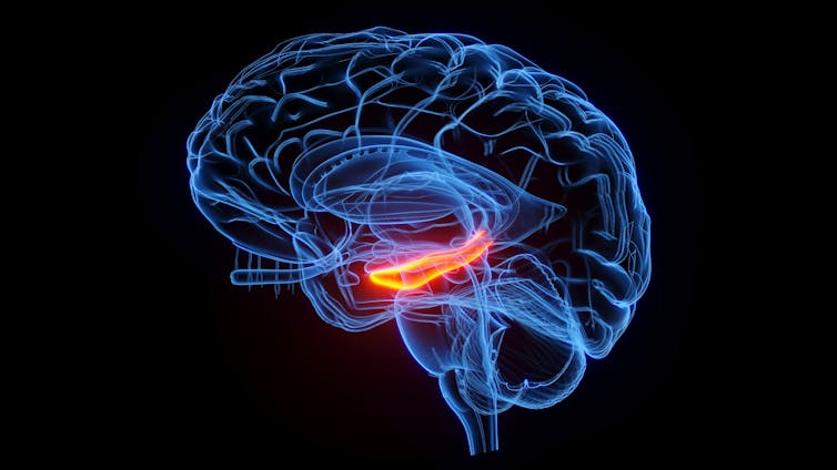A digital rendering of the brain, with the hippocampus highlighted in red.