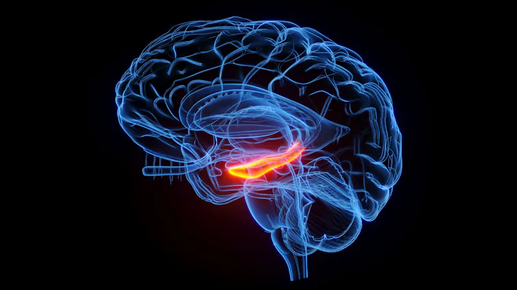 A digital rendering of the brain, with the hippocampus highlighted in red