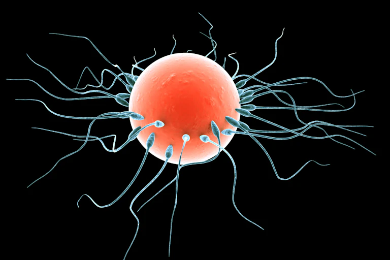 Sperm and egg.