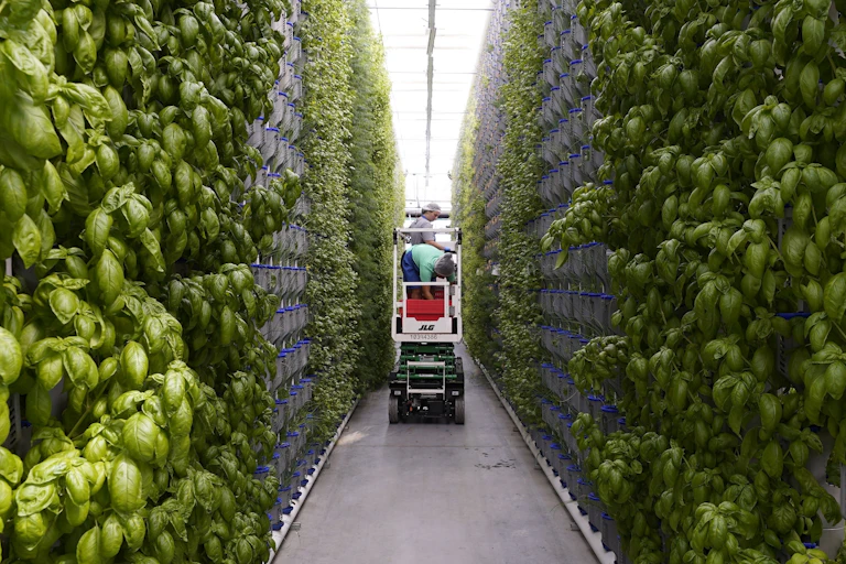 Workers use a lift to examine herbs in an indoor facility.