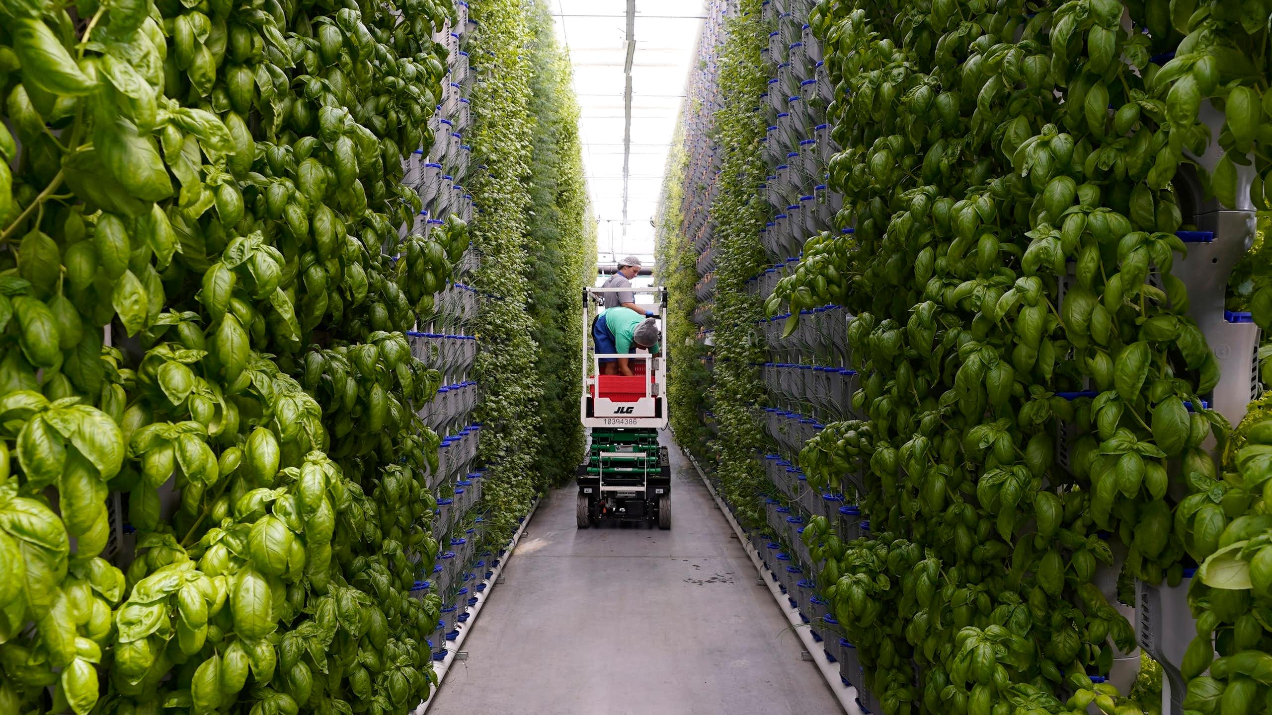 Workers use a lift to examine herbs in an indoor facility.