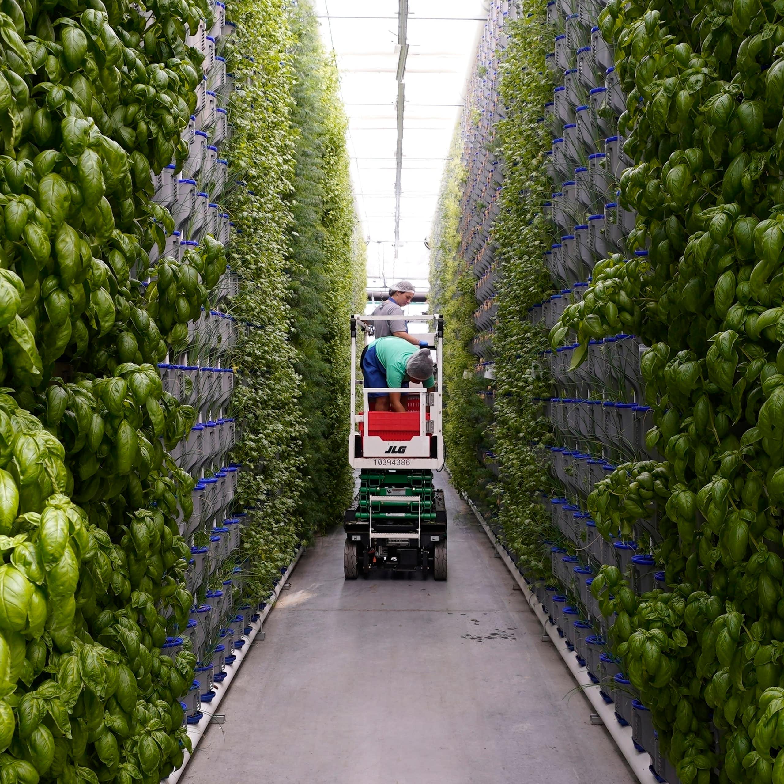 Workers use a lift to examine herbs in an indoor facility.