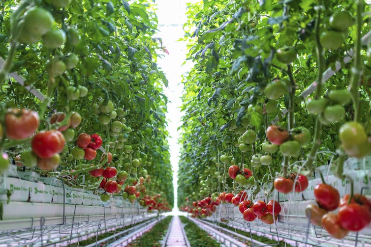 a long line of tomato plants in an indoor facility
