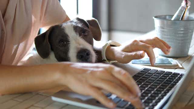 Un perro observa a su dueña escribiendo en un portátil.