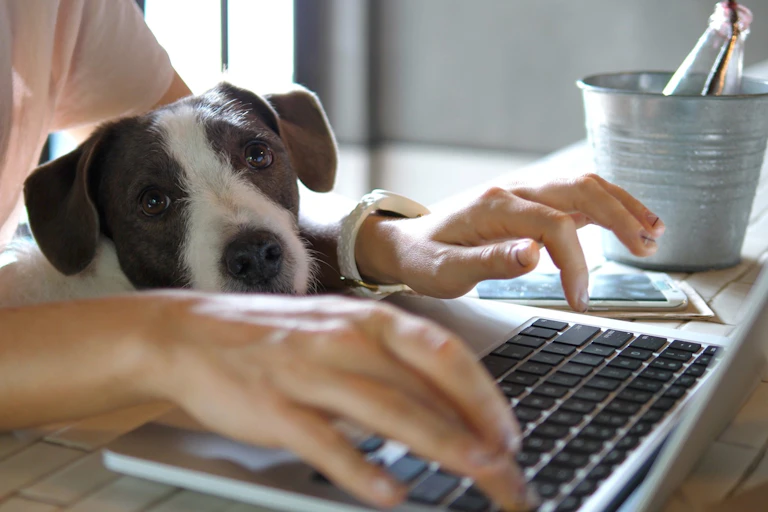 Un perro observa a su dueña escribiendo en un portátil.