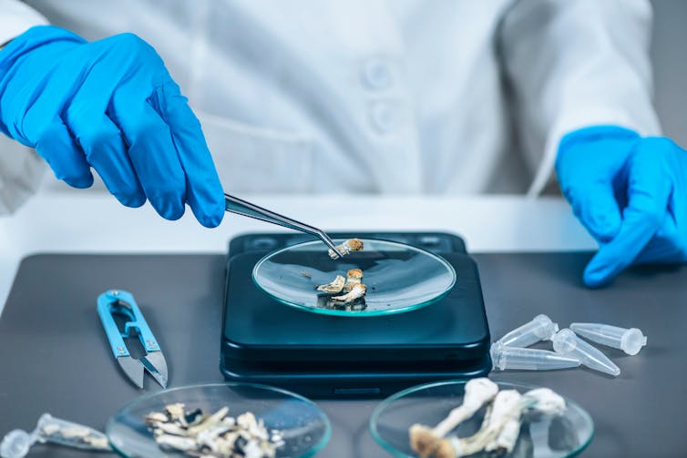 someone wearing a labcoat and surgical gloves weighs dried mushrooms