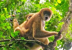 Mono de color marrón sobre los árboles emitiendo un sonido