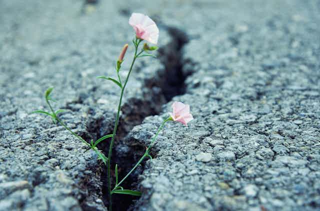 Tiny pink flower grows through the crack in old asphalt road