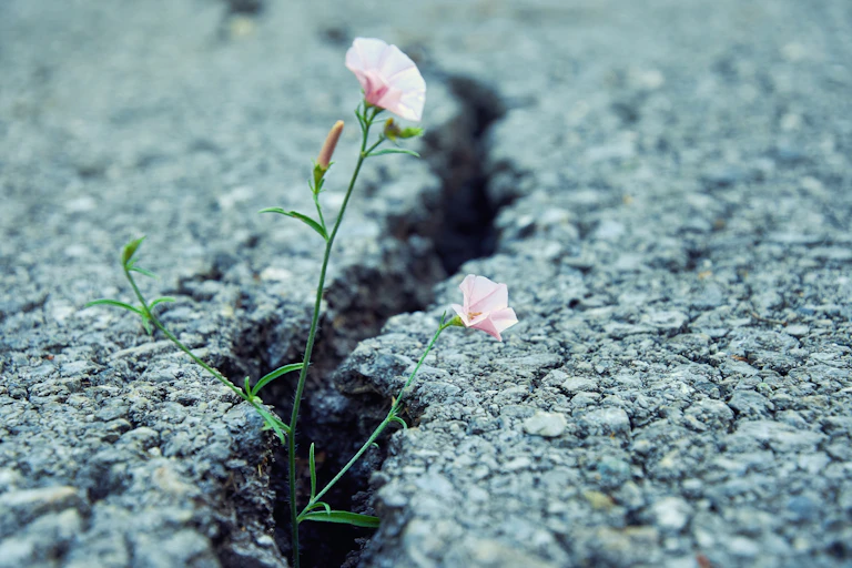 Tiny pink flower grows through the crack in old asphalt road