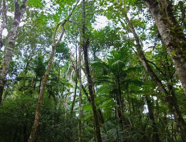 Jungle viewed from the ground.