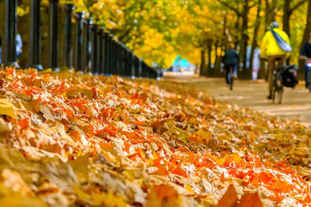 Pile of autumn leaves beside street