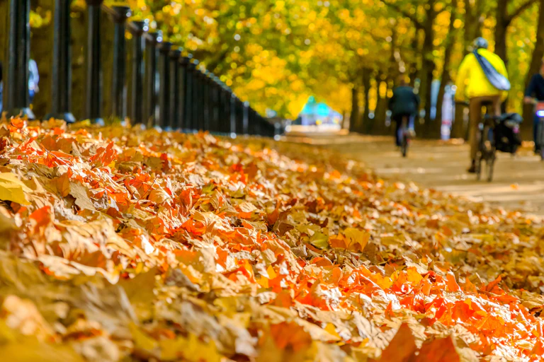 Pile of autumn leaves beside street