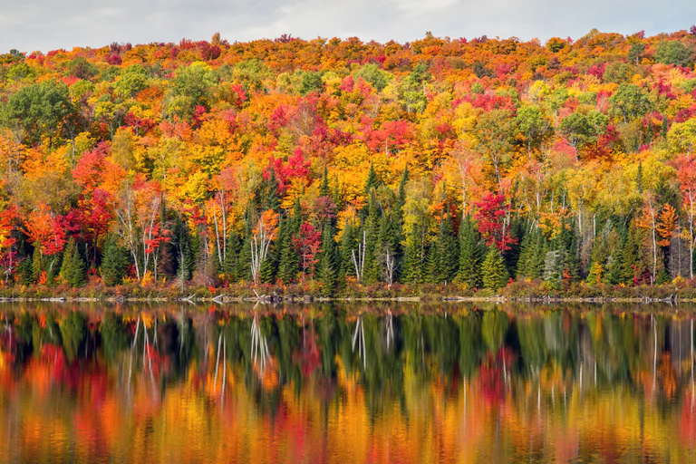 forest in autumn