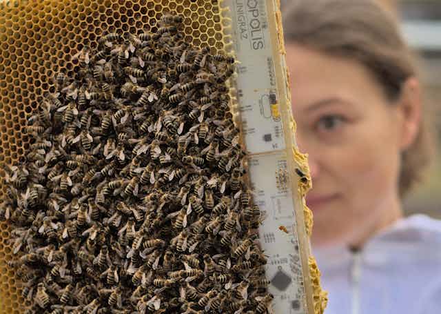 Faced with dwindling bee colonies, scientists are arming queens with robots  and smart hives