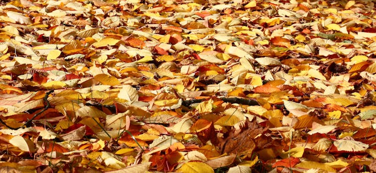 Dry leaves on the ground.