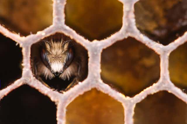 Young honeybee inside comb cell 