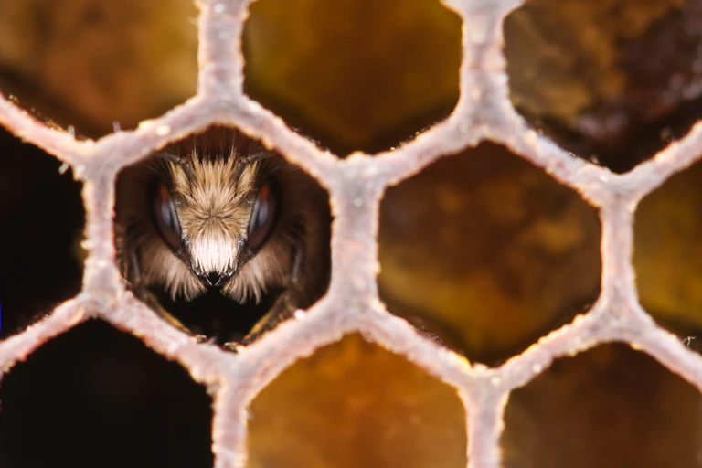 Young honeybee inside comb cell