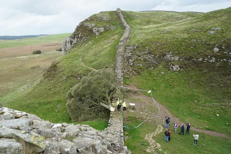 Police officers look at the felled tree at Sycamore Gap.