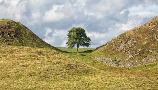 The Sycamore Gap tree on Hadrian's Wall, UK.