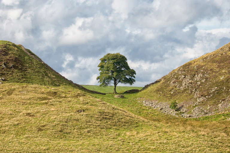 The Sycamore Gap tree on Hadrian's Wall, UK.