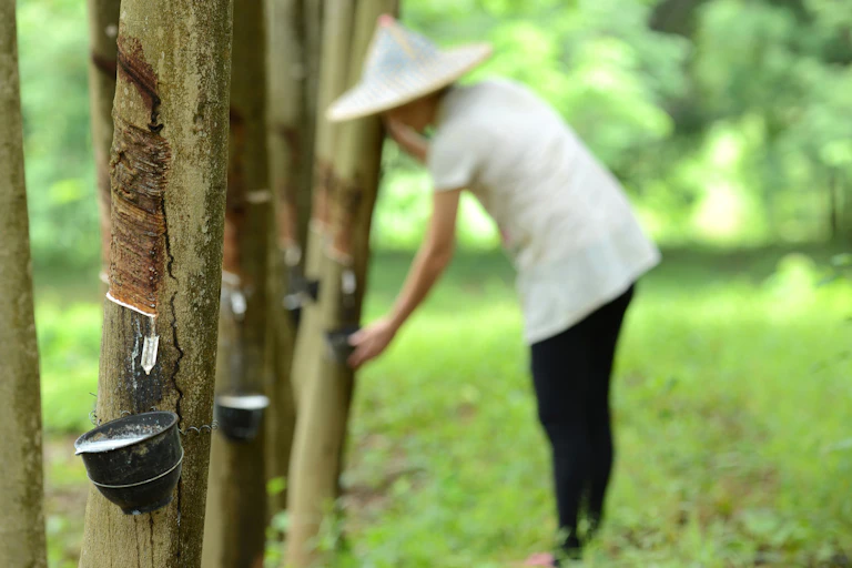 Um trabalhador batendo em uma seringueira em uma plantação.
