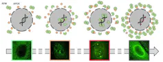 Schéma explicatif du modèle de vieillissement pathologique impliquant ATM.