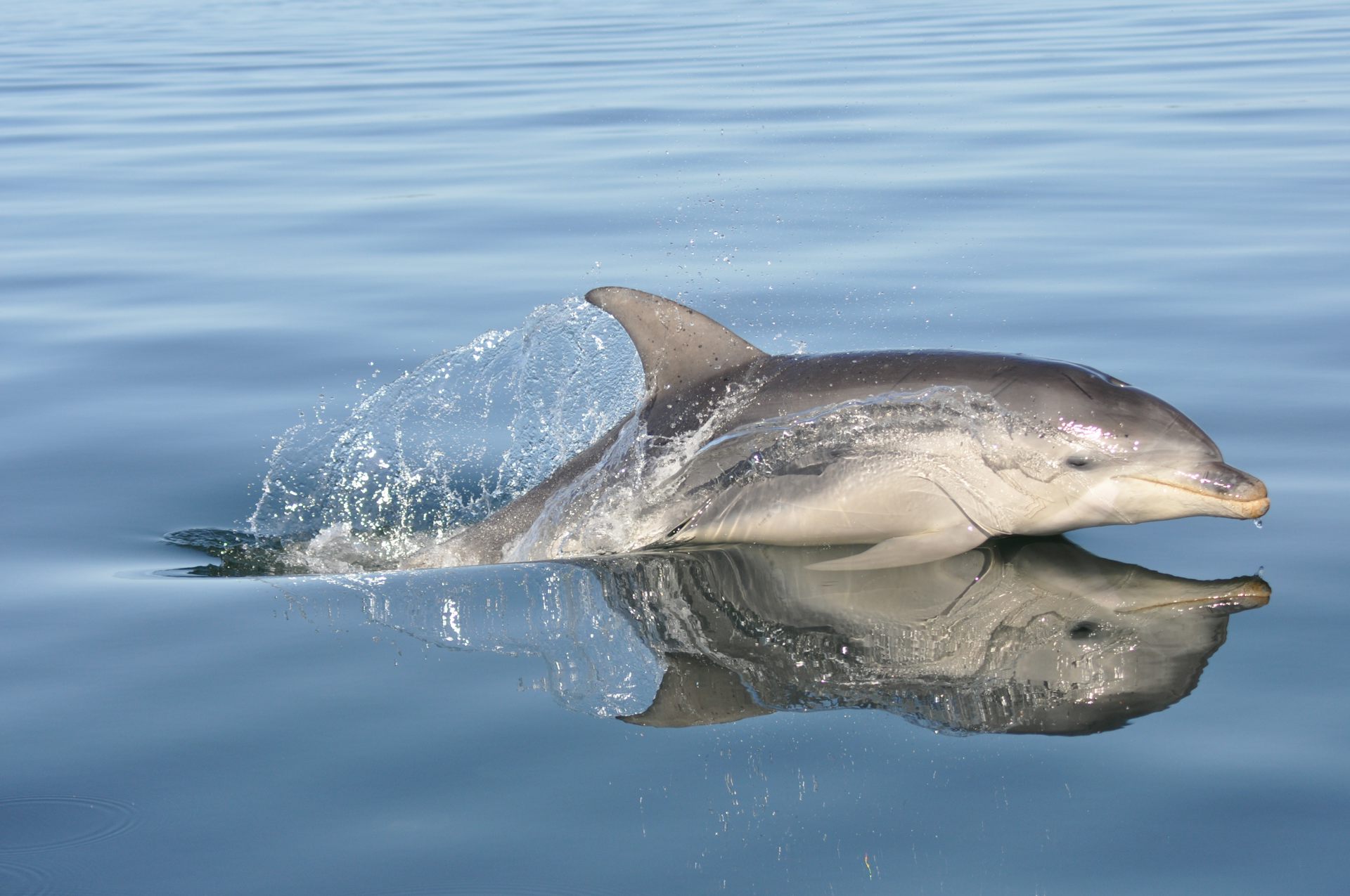 Australian dolphins have the world's highest concentrations of &lsquo;forever chemicals&rsquo;