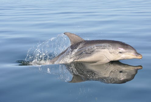 Australian dolphins have the world's highest concentrations of ‘forever chemicals’
