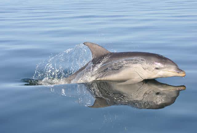 Photo of a Burrunan Dolphin gliding through the water, with his side profile reflected on the water's surface 