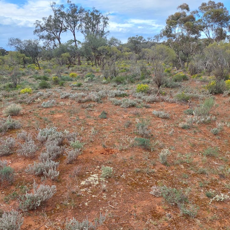 arid shrubs Australia
