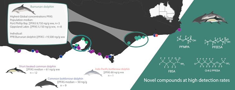 A graphic illustrating the results of PFAS testing in Victorian dolphins