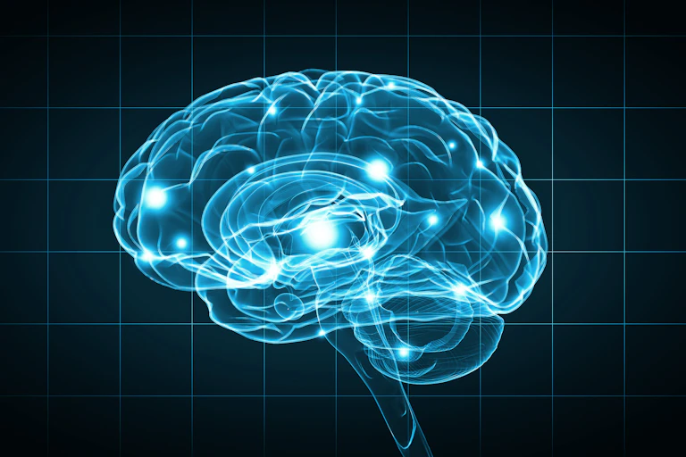 Human brain
