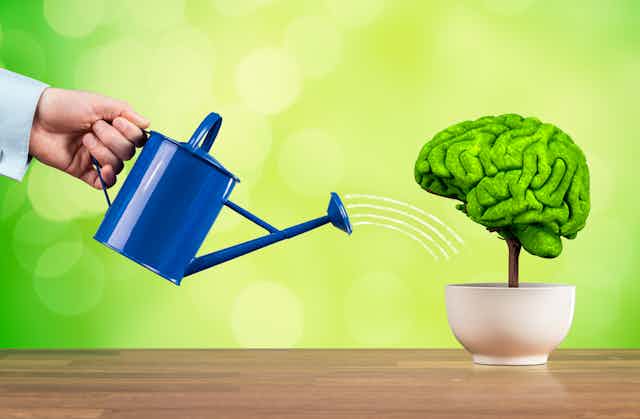 A watering can watering a pottet plant in the shape of a green brain