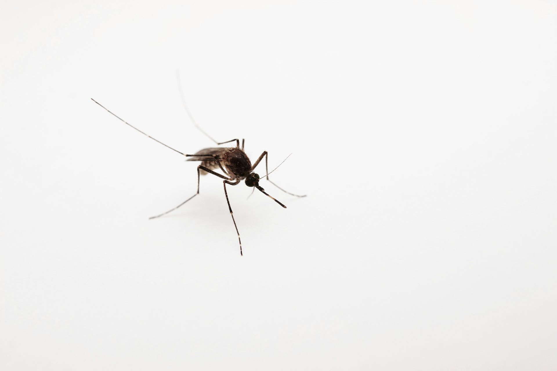 Mosquito