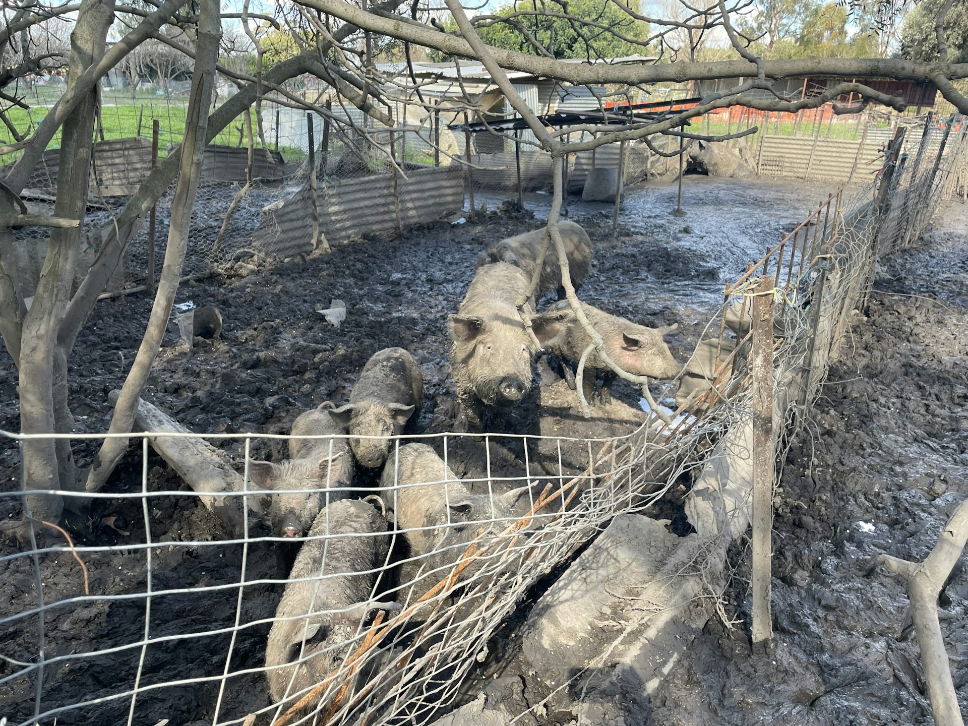 Pigs in a muddy property