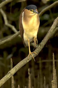 Bird perched on tree branch
